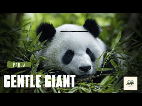 Meet the Panda | Nature’s Gentle Bear