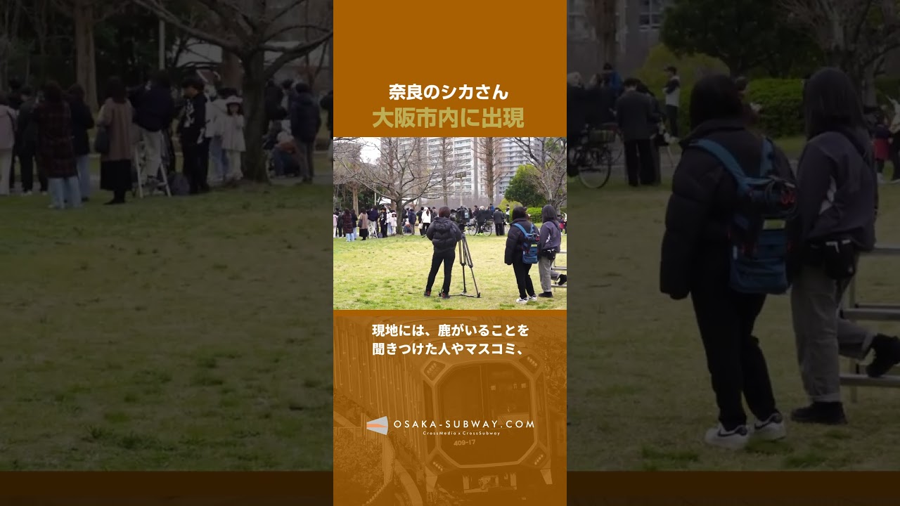 大阪市内に奈良の鹿が出現！東大阪からひたすら西進