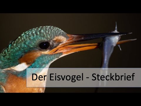 Der Eisvogel - Ein Portrait/Steckbrief