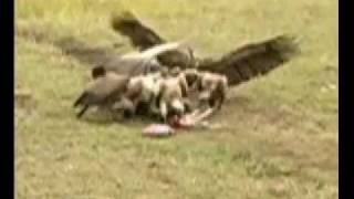 LES TROLLS:  les vautours