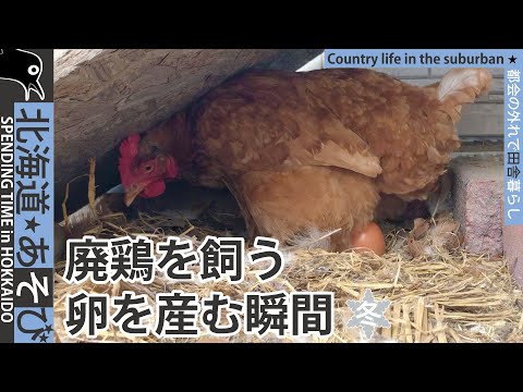 , title : '廃鶏を飼う_卵を産む瞬間を見たい'