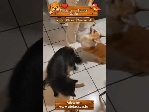 Vídeo de Natasha - Border Collie