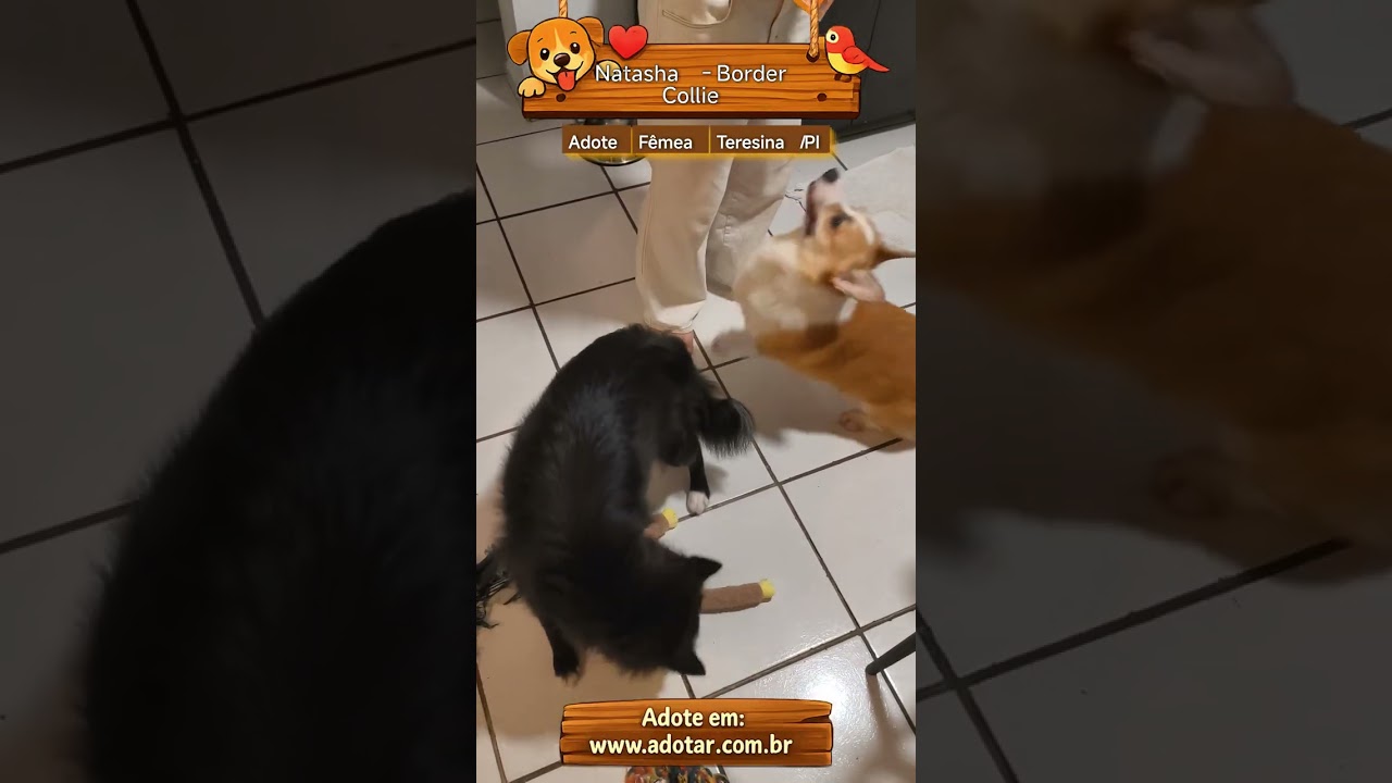 Cachorro raça SRD-ViraLata idade 3 anos nome Natasha - Border Collie