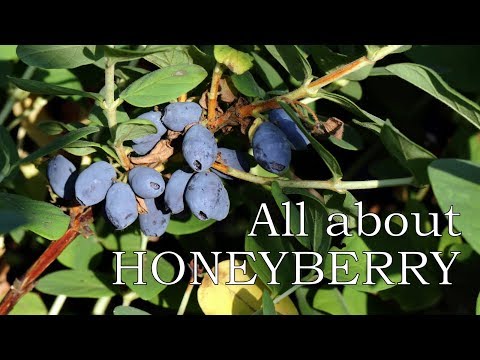 download lagu mp3 mp4 Blue Honeysuckle Plants, download lagu Blue Honeysuckle Plants gratis, unduh video klip Blue Honeysuckle Plants
