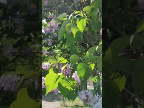 インディアンライラックの種を集める方法は？  庭園