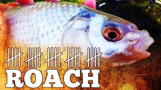 preview picture of video 'Twenty Five Roach | Float Fishing'