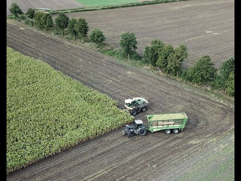 #Lohnunternehmen Große Bohne am Mais Häckseln