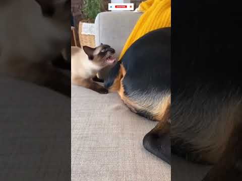 평화로운 낮잠의 결말…💀