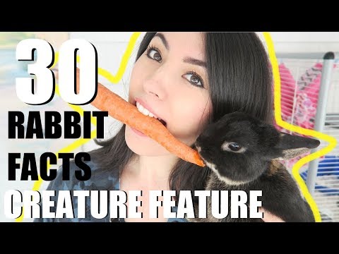 有關兔子的 30 件事 | 生物小百科 (30 AMAZING RABBIT FACTS | CREATURE FEATURE)