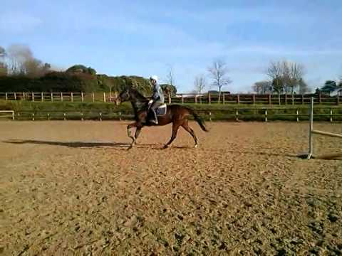 Uzario cheval hongre pour cso complet ou horse ball