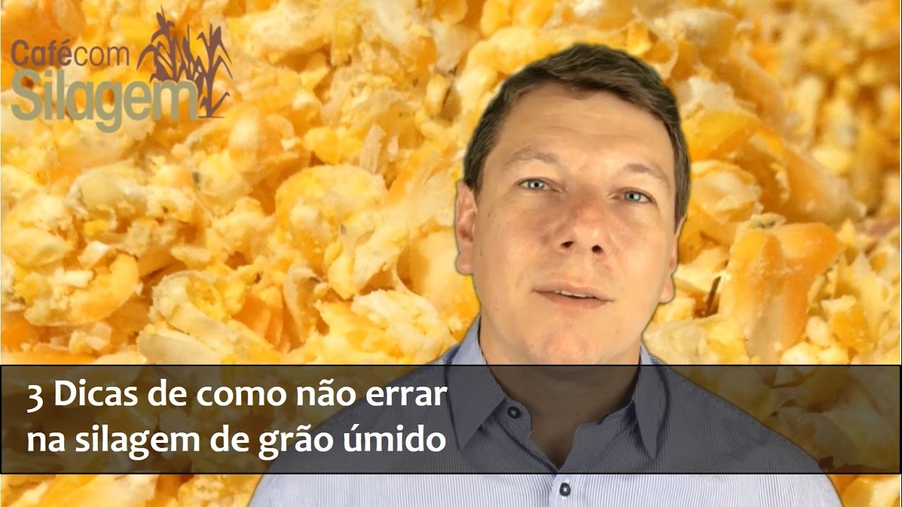 3 Dicas de como não errar na silagem de grão úmido