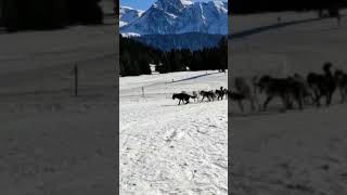 Entre ski de fond et traîneau à chiens 🐕 sur le plateau de l'Arselle à Chamrousse/Isère 38 🌹 8/02/23