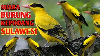 Download lagu Suara pikat burung kepodang Sulawesi terbaru mp3 Download lagu Suara pikat burung kepodang Sulawesi terbaru mp3
