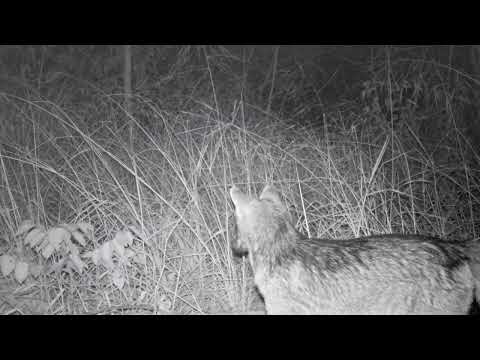Lobinho (Cerdocyon thous) - monitoramento de fauna no Cerrado de Água Clara, MS