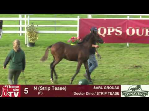 Show AQPS 2015 : lot 5 - N - F15 - Doctor Dino & STRIP TEASE