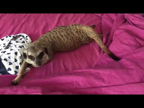 Risveglio di un suricato domestico. Buongiorno Sury!