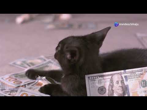 Story of A Cat's Desperate Gamble