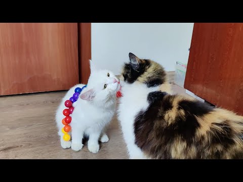 Friendly cats  #cats 4k