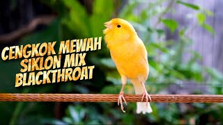 Download lagu AUTO MAHAL KALO MACAM INI ! MASTERAN KENARI ISIAN BLACKTHROAT DAN SIKLON GACOR PALING DICARI mp3