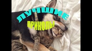 Подними себе настроение! Приколы . Лучшие приколы 2018.