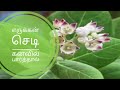 எருக்கன் செடி கனவில் பார்த்தால் என்ன