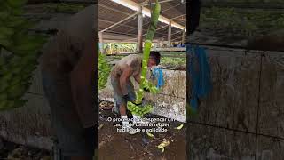 ESSE CARA FAZ ALGO IMPRESSIONANTE… PROCESSO DE DESPENCAR BANANAS
