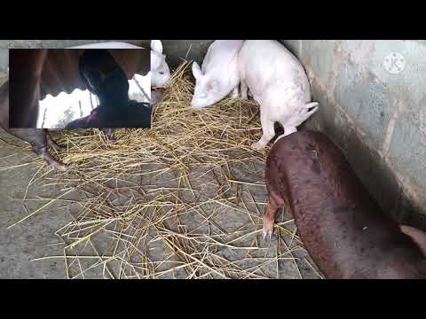 just funny time with cute pets