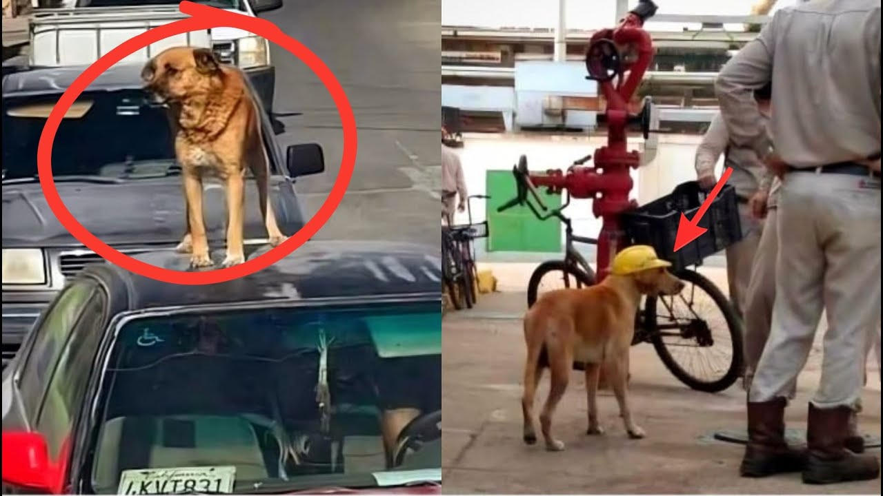 EL PERRO AMARILLO manda MENSAJE a MÉXICO "MÉXICO siempre ESTUVE AHÍ"