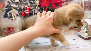 柴犬の動画01