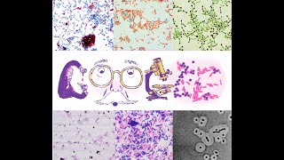 Microscopic Identification of Bacteria