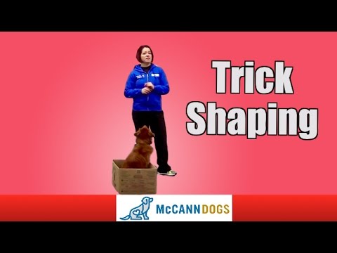 Shaping Dog Tricks