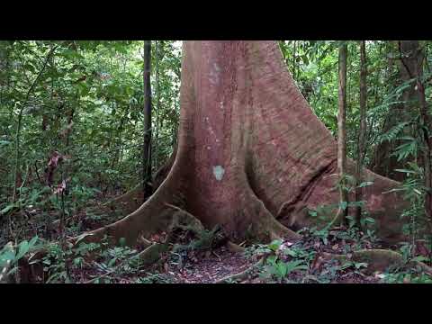 7  Borneo Death Blow   Full Documentary