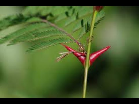 🌿 Unveil the Botanical Barbarity: 9 Plant Defense Mechanisms! 🌵🍃