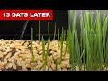 EPIC Wheat Grass Growing 13 Days Time Lapse