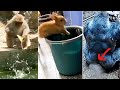 We All Suck At Life Cute Animal Fails Ozzy Man Almost Not Swearing