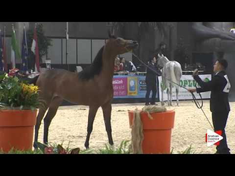 N 22 AS SOLEIKA   Gran Prix 2015   Fillies 2 3 years old Class D