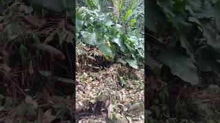 Download lagu hutan di wilaya bojo ale mp3