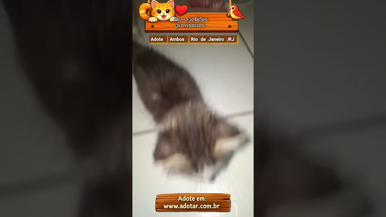 Gato raça SRD-ViraLata idade 2 a 6 meses nome S/n apelidos provisórios 