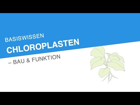 BASISWISSEN CHLOROPLASTEN – BAU & FUNKTION | Biologie