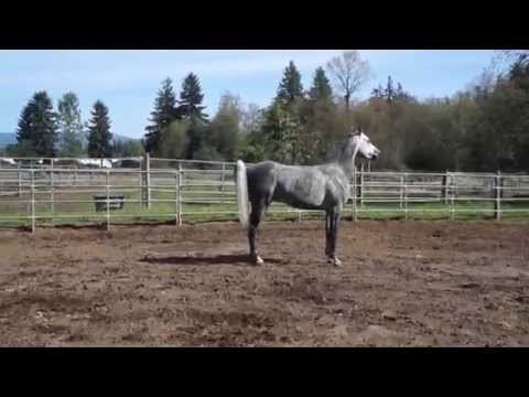 DE El Ajmal - Dynasty Egyptian Arabian FOR SALE