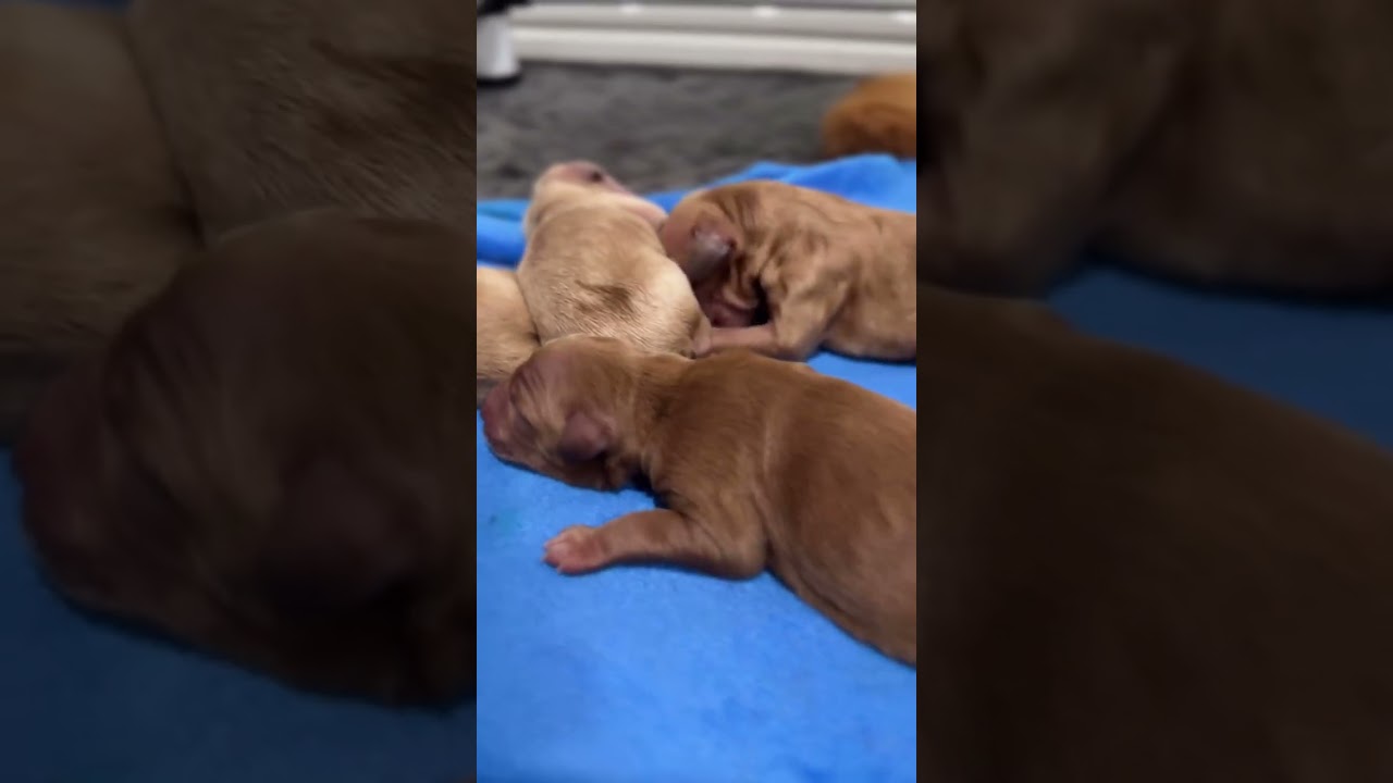 So far, we have four gorgeous little miniature, golden retriever puppies