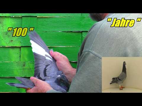 100 Jahre RV Wattenscheide e.V. 1919  Versteigerung SG Steffl 2019