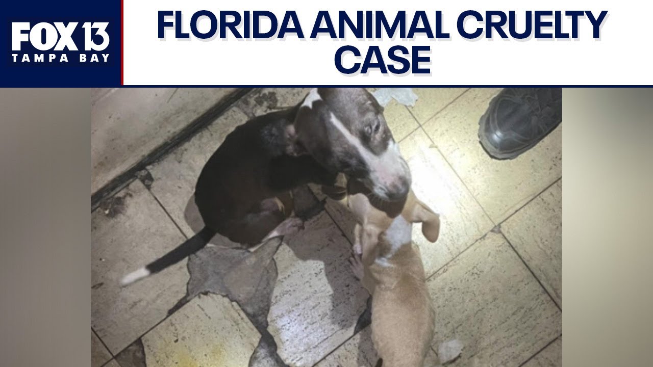 Florida mother, son arrested after 8 malnourished dogs rescued