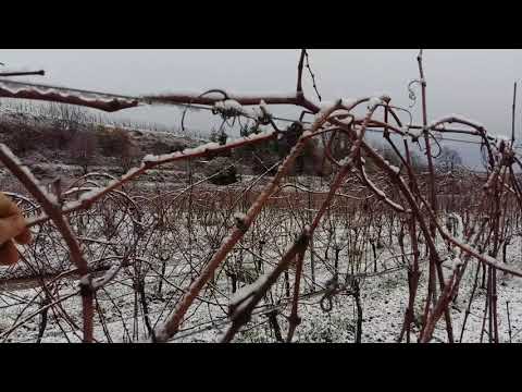WINZERHOF LINDER - Weinberg am 1. Dezember 2017