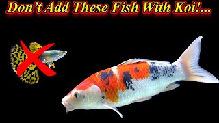 Koi மீனுடன் சேர்த்து போடகூடாத மீன்கள்!.. Don't Add These Fishes With Koi Fish  / Fish Aquarium Tamil