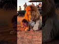 Lion Attacks Woman During Safari Encounter Ai Shorts Animals Lion