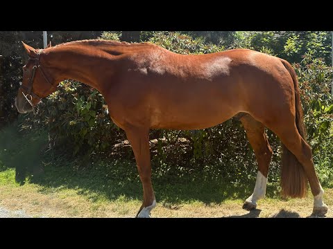 Lucca KSH video 1
