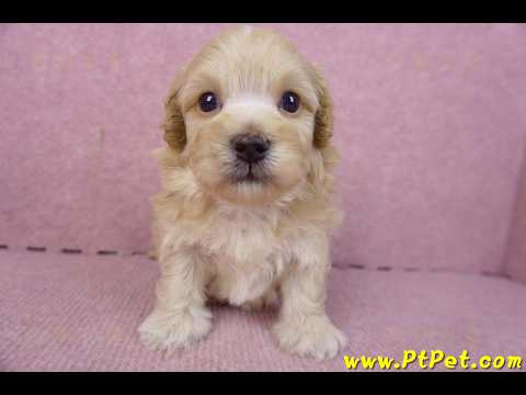 01/11馬爾泰迪公幼犬2號