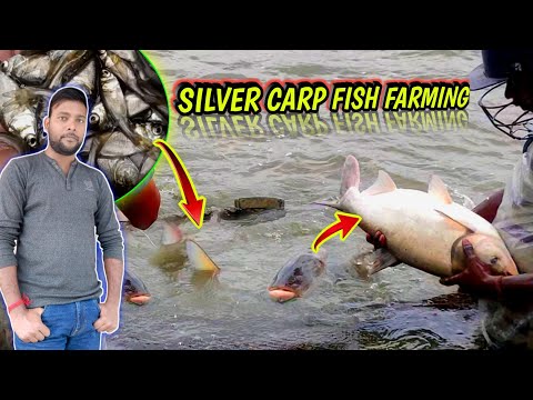 , title : 'best silver carp fish farming method | big head fish farming | how to growth my fish #fishinfo #fish'