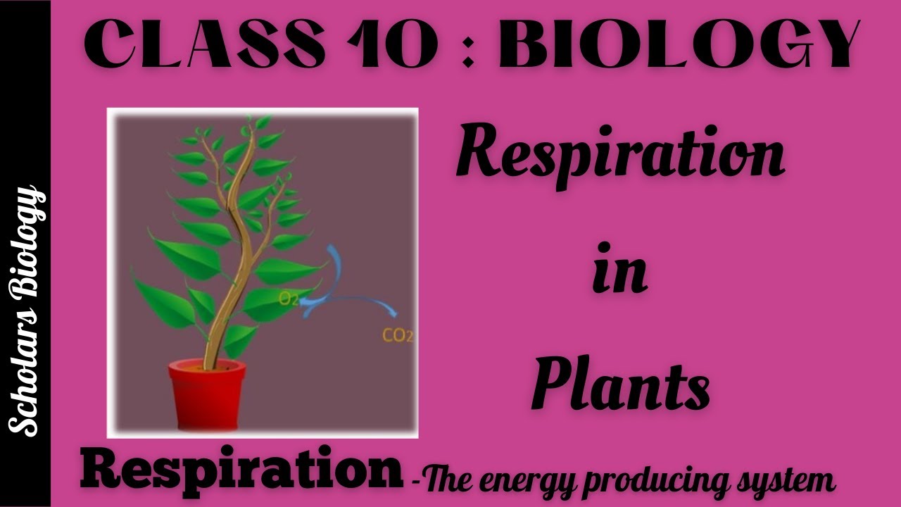 Class 10 - Biology - Respiration-Respiration in plants
